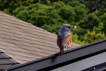 イソヒヨドリのパパさん🐥