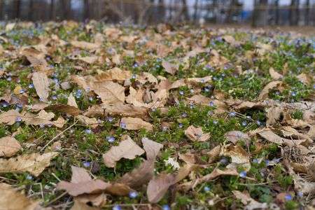 足元に目を向ければ