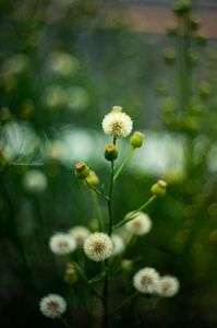 ポン ポン ポン