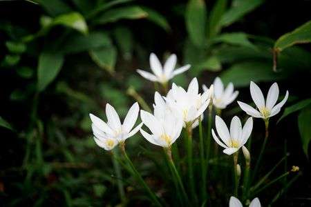 あぁ、きれい。