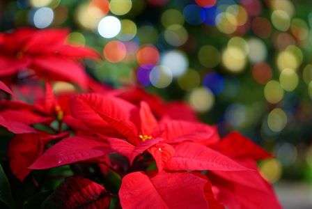 ポインセチア