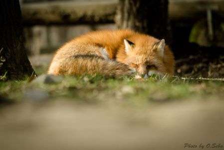 「すやぁ･･･」