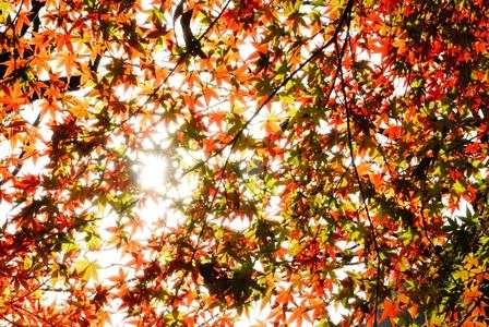 11/26 愛岐トンネル群一般公開