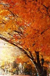 遅ればせながらの紅葉です！