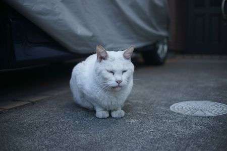 白猫プロジェクト