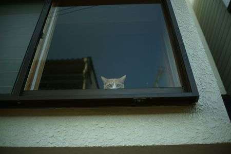 見つめるキャッツアイ