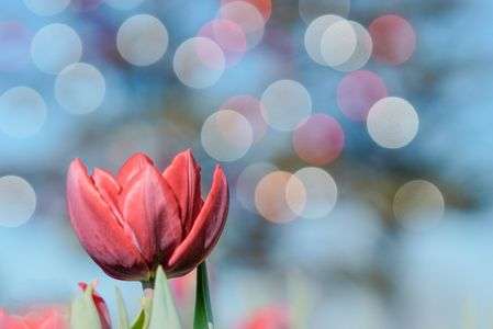 キラキラ～真冬の赤