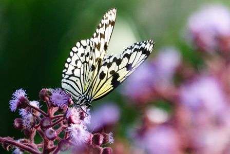 わたなべももの写真講座 蝶と花の撮影 その2