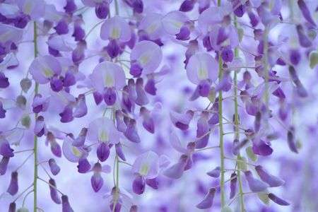 好きな紫を藤で