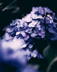 Hydrangea In Downtown