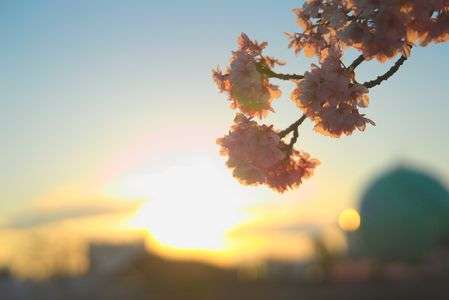 夕暮れと桜