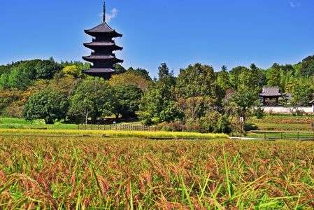 赤米と五重塔