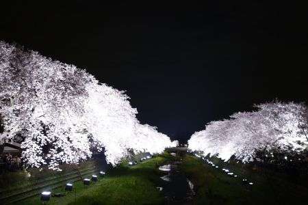 野川の桜ライトアップ2017