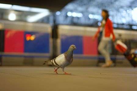 駅に降りたった鳩