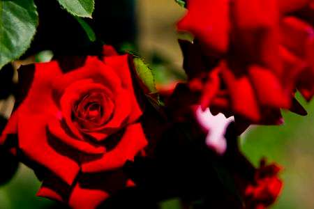 真紅のバラ