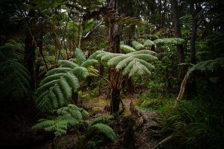 Large Plant in Thurston Lava Tube