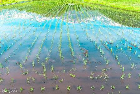 田んぼアート