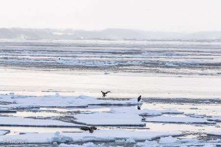 オジロワシとオオワシ