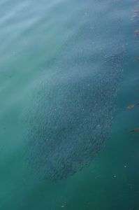 何かがこっちに向かってきます！