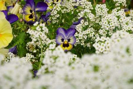 オジサン顔のパンジー