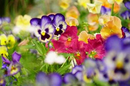 カラフルフラワー