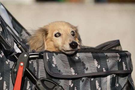 ペットカートで散歩