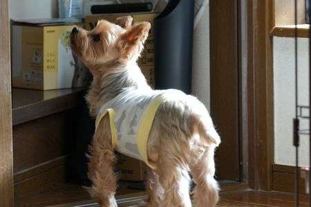 降りてこないかなぁ