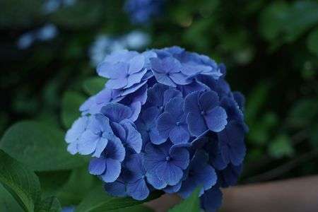 紫陽花