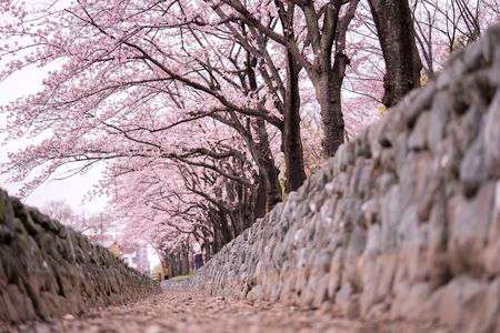 桜並木