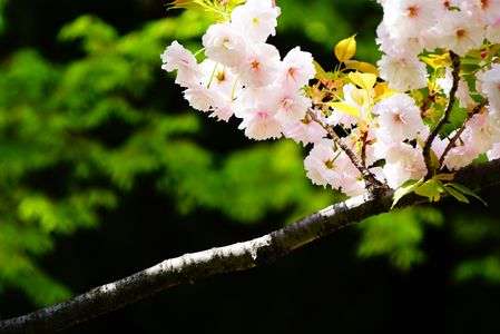 なんとか桜の枝