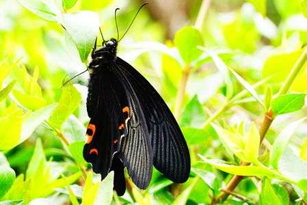 黒い蝶
