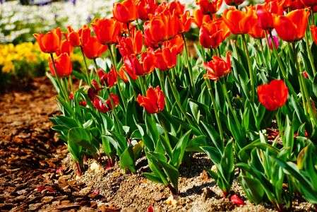 進撃のチューリップ