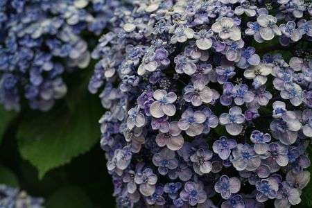 紫陽花