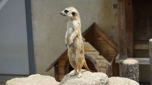 ミーアキャット