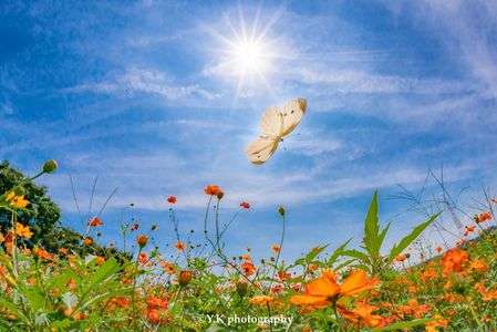 コスモス畑でつかまえて