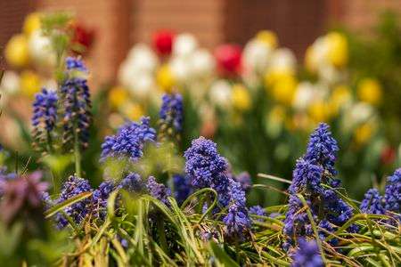花壇に咲くラベンダー