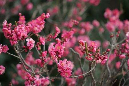 2022 はる　梅だより