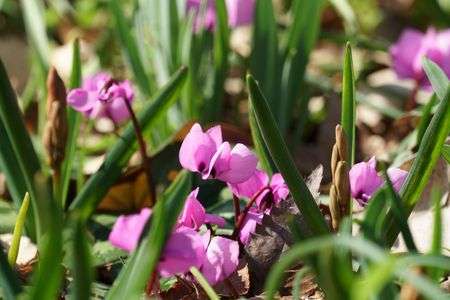 京都府立植物園（2/24）
