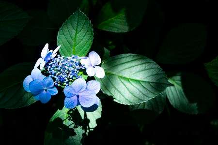 真夏日のガクアジサイ