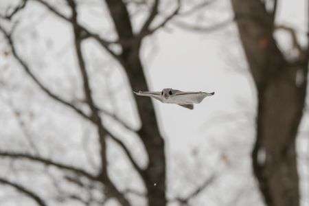 flyingモモちゃん