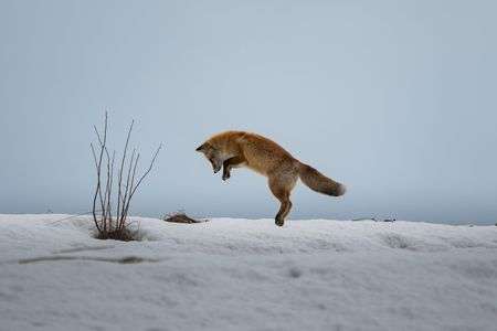 キツネのハンティング