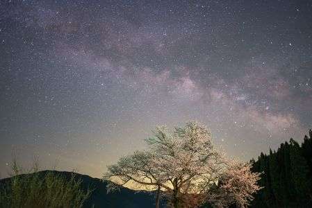 尾所の桜と天の川