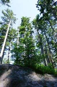 岩の上のエゾマツ