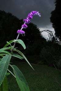 アメジストセージ