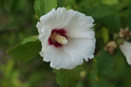 みつばち飛んでこい