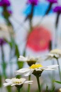 花が喜ぶアンブレラ