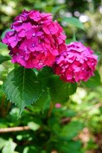 筥崎宮のあじさい苑  2