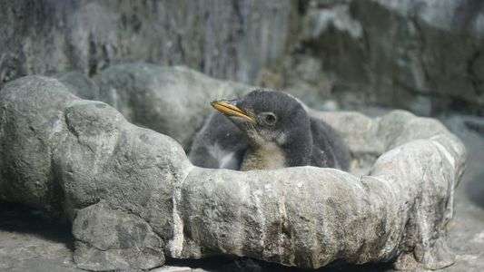 ジェンツーヒナ成長中