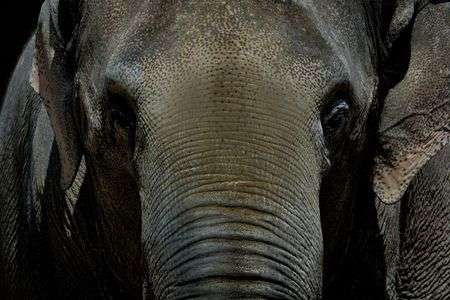 an elephant