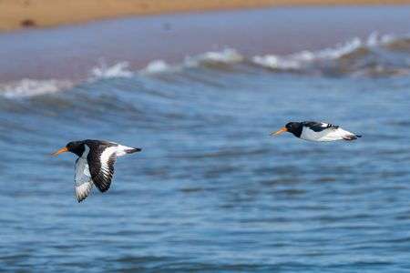 ミヤコドリの2機編隊